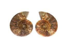 AMMONITE  CLEONICERAS   2 HALVES  SEMI-POLISHED - U750101