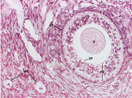 OVARY OF RABBIT -T.S-MICROSCOPE SLIDE
