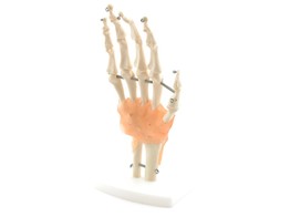 ANATOMICAL MODEL OF THE HAND SKELETON WITH LIGAMENTS