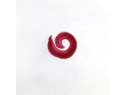 PREPARAAT -SCHISTOSOMA MANSONI MALE  W.M.