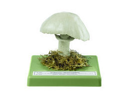 Agaricus macrosporus - SOMSO - Bo87