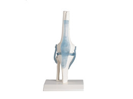 KNEE JOINT WITH LIGAMENTS  WITH STAND