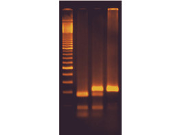 DNA TASTE TEST - EDVOTEK EXPERIMENT