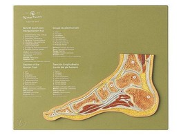 SECTION THROUGH A NORMAL FOOT