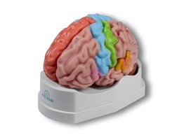 FUNCTIONAL AND REGIONAL BRAIN MODEL  LIFE-SIZE  5 PARTS - EZ AUGMENTED ANATOMY
