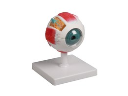 MODELE D OEIL  4 FOIS GRANDEUR NATURE  6 PIECES - EZ ANATOMIE AUGMENTEE
