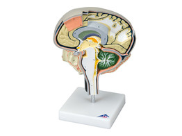 BRAIN SECTION MODEL WITH MEDIAL AND SAGITTAL CUTS br/  - W19026