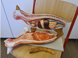 ANATOMISCH MODEL VAN EEN KAT MET UITNEEMBARE ORGANEN - KATMODEL