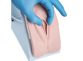 SIMULATEUR DE CATHETERISME BASIC  FEMININ