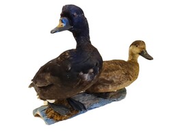 A PAIR OF TAXIDERMIED DUCK SPECIMENS