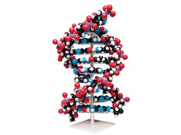 RIESEN-DNA-MODELL  -  W42580  1005559 