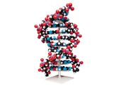 MODELE D ADN GEANT - 50CM -MOLYMOD