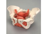 FEMALE PELVIS WITH ORGANS