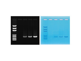 PCR-AMPLIFIKATION VON DNA