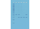 ALU-HUMAN DNA TYPING USING PCR - EDVOTEK - 333