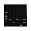 DNA-VINGERAFDRUKKEN MET PCR - EDVOTEK - 371