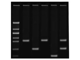 DNA FINGERPRINTING USING PCR- EDVOTEK - 371