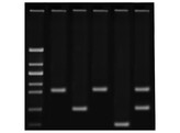 EMPREINTES GENETIQUES A L AIDE DE LA PCR- EDVOTEK - 371