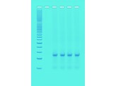 PCR RAPIDE - EDVOTEK - 372
