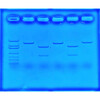 UTILISATION DE CRISPR POUR TRAITER LA MUCOVISCIDOSE- EDVOTEK - 135