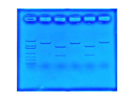 CRISPR CAS 9 BEHANDELING VAN TAAISLIJMZIEKTE  MUCOVISCIDOSE  - EDVOTEK - 135