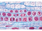 MICROSCOPIC SLIDE DNA IN CELL NUCLEI