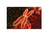 ALU-HUMAN-DNA-TYPISIERUNG MITTELS PCR - EDVOTEK - 333