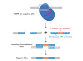 CRISPR CAS 9 BEHANDELING VAN TAAISLIJMZIEKTE  MUCOVISCIDOSE  - EDVOTEK - 135