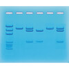 ELEKTROFORESE TEST KIT VOOR COVID-19- PCR - EDVOTEK - 123