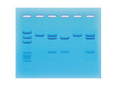 ELEKTROFORESE TEST KIT VOOR COVID-19- PCR - EDVOTEK - 123