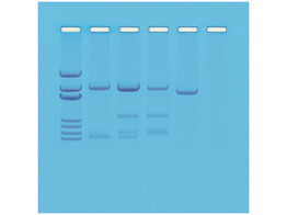 SIMULATION VON DNA-VATERSCHAFTSTESTS- EDVOTEK -114