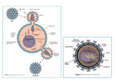 HIV DETECTIE VIA EIWITELEKTROFORESE  AIDS-TEST KIT III