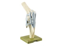KNEE JOINT OF THE HORSE ZO 41
