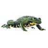 YELLOW-BELLIED TOAD