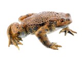 COMMON TOAD  MALE