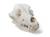 REAL SKULL OF DOG  CANIS DOMESTICUS 