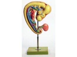 HUHN - EMBRYONALENTWICKLUNG   SERIE VON 6 MODELLEN - SOMSO