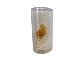 SCHNECKE IN FLUSSIGKEIT