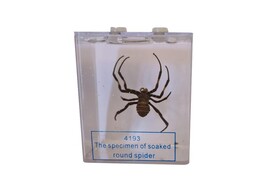 SPINNE IN FLUSSIGKEIT