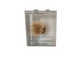 ANEMONE DE MER DANS UN LIQUIDE DE CONSERVATION