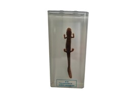 SALAMANDER IN LIQUID