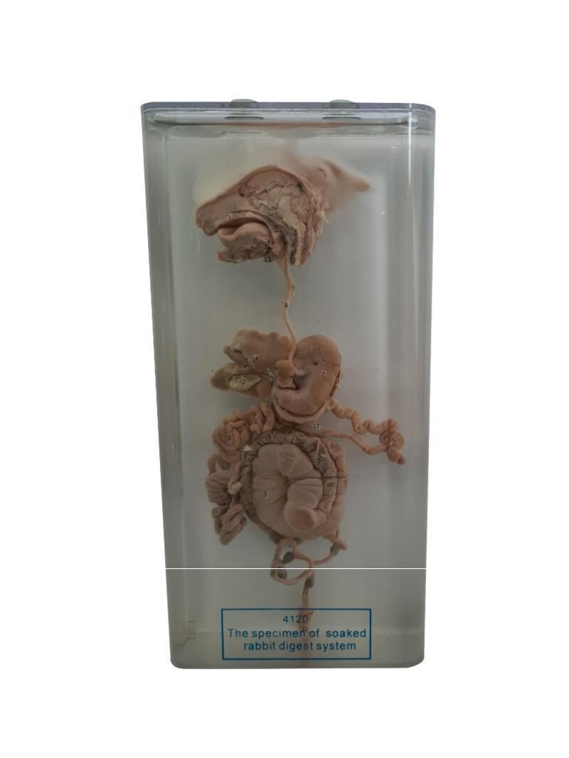 RABBIT DIGESTIVE SYSTEM DISSECTION - 312980 | Leermiddelen