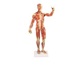 MUSCULAR FIGURE  1/3 LIFE SIZE - B 90-REPAIRED MODEL