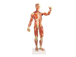 SPIERFIGUUR 1/3 WARE GROOTTE - B 90- IS OOIT HERSTELD GEWEEST