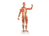 MUSCULAR FIGURE  1/3 LIFE SIZE - B 90-REPAIRED MODEL