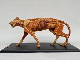 MODELL VON DER HAUSKATZE - MUSKELN/SKELETT/ORGANEN