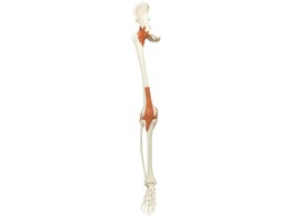 BEEN MET LIGAMENTEN VAN A13