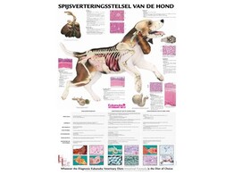 POSTER VERDAUUNG DES HUNDES 50X70CM  DEUTSCH 