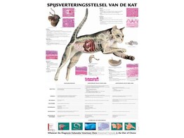 CAT DIGESTION POSTER 50X70CM  ENGLISH 