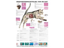 KATZE VERDAUUNG POSTER 50X70CM  PORTUGIESISCH 